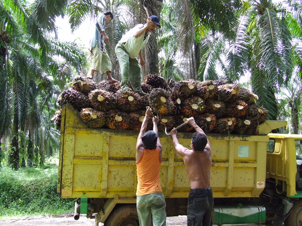 Workers loading fresh fruit bunches- Marcus Colchester Anderson 1 Palm oil resize