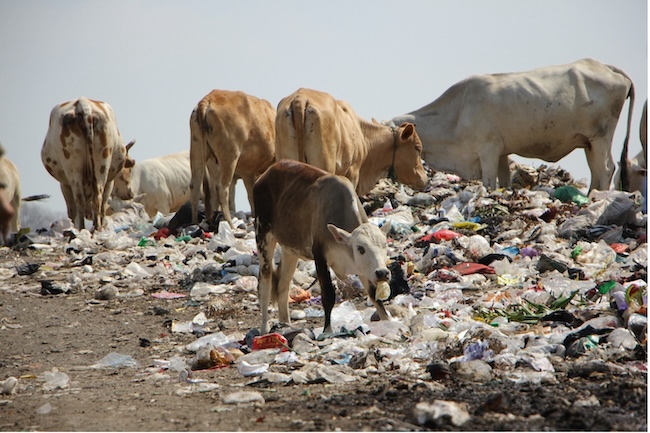 Sekelompok hewan ternak yang sedang mengais makanan di antar tumpukan sampah TPST Piyungan, Bantul Yogyakarta / Adi Fauzanto on Unsplash CC