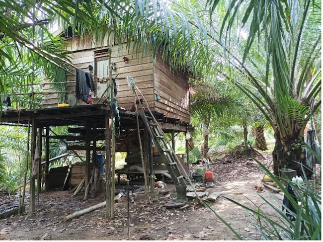 Pekebun Dayak Benuaq membangun rumah untuk tempat singgah di sela-sela kebun kelapa sawit (dokumentasi pribadi, April 1, 2022).