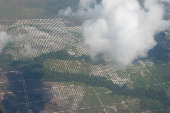 Newly planted oil palm plantations in Central Kalimantan / Daniel Murdiyarso Using Indonesian forests